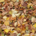 DSC00821.JPG